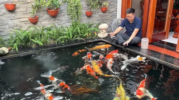 Hồ cá Koi