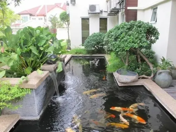 Hồ cá Koi