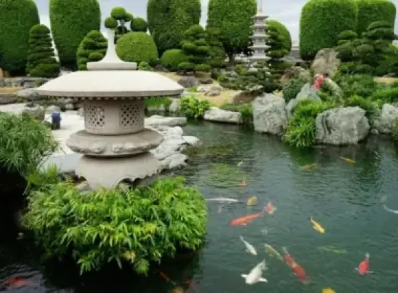 Hồ cá Koi